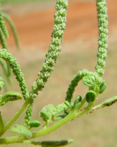 Dysphania plantaginella (Crumbweed) — photo