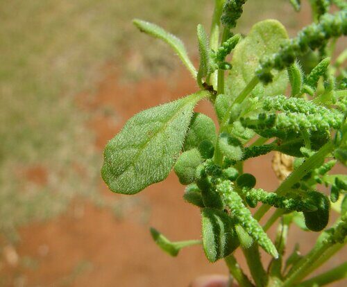 Dysphania plantaginella (Crumbweed) — photo
