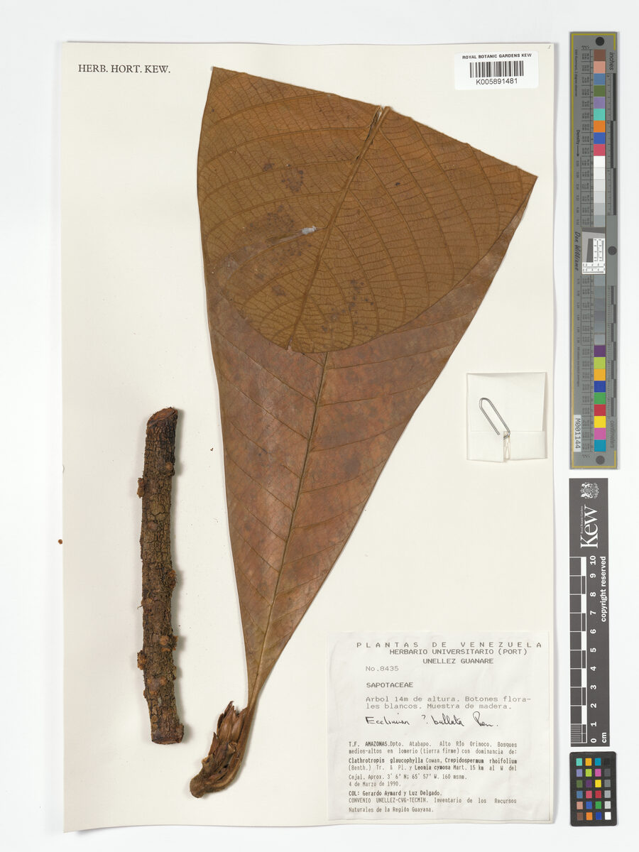 Ecclinusa bullata (Balata) — photo