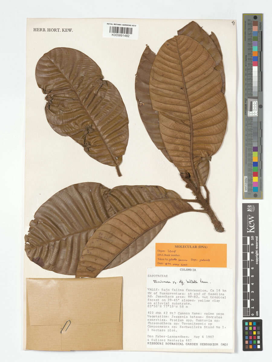 Ecclinusa bullata (Balata) — photo