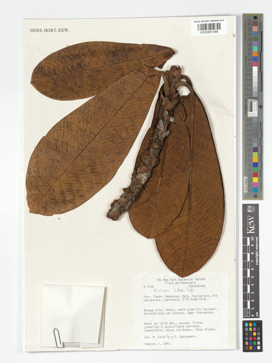 Ecclinusa bullata