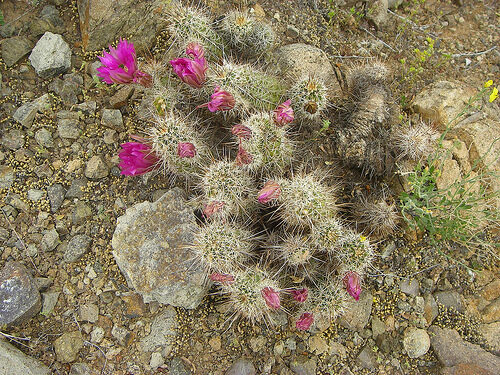 Echinocereus engelmannii (Strawberry hedgehog cactus) — photo