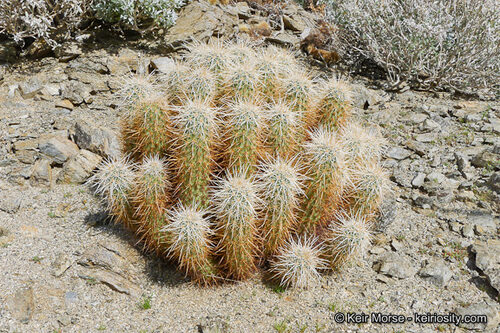 Echinocereus engelmannii (Strawberry hedgehog cactus) — photo