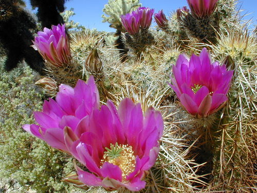 Echinocereus engelmannii