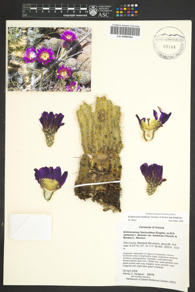 Echinocereus fasciculatus var. bonkerae — photo