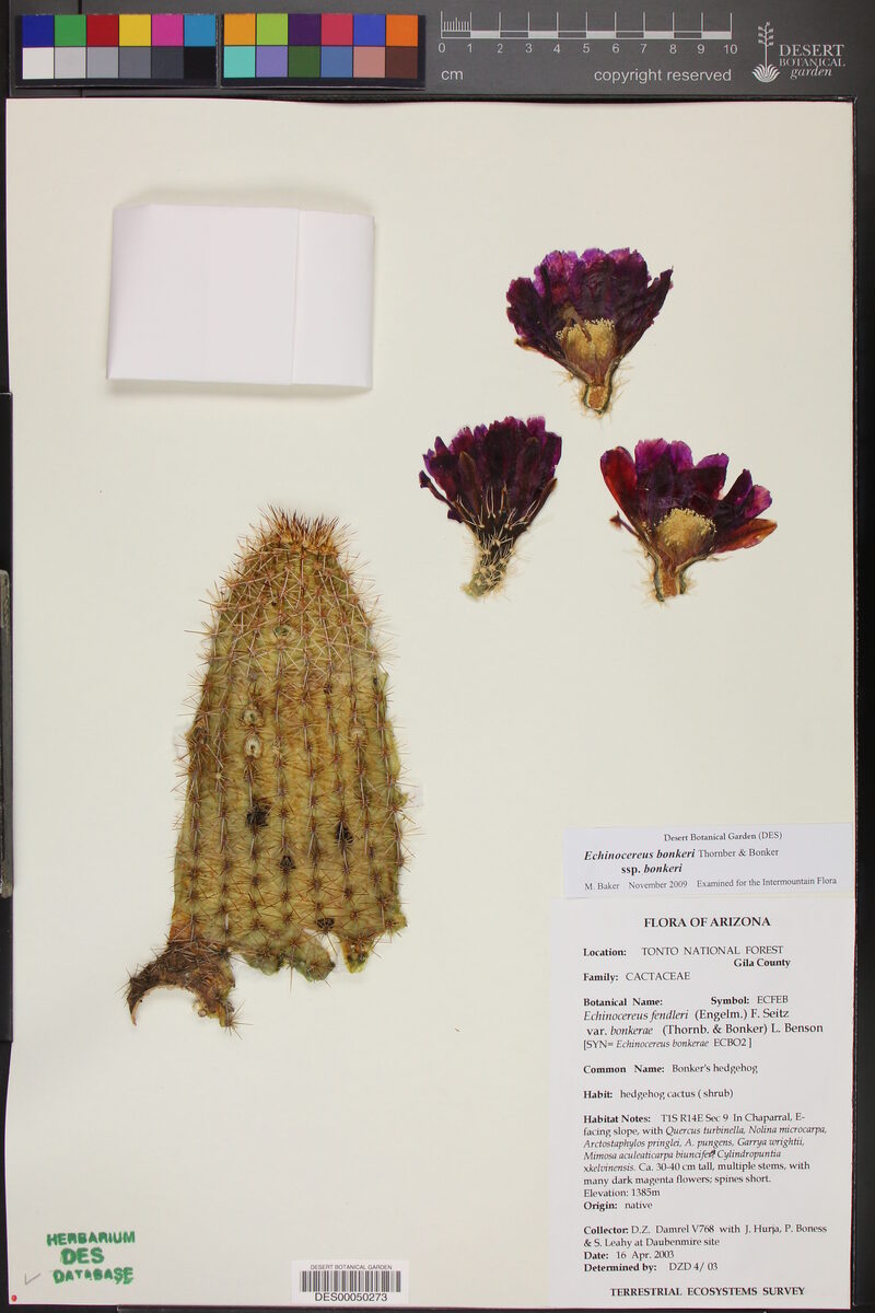 Echinocereus fasciculatus var. bonkerae — photo