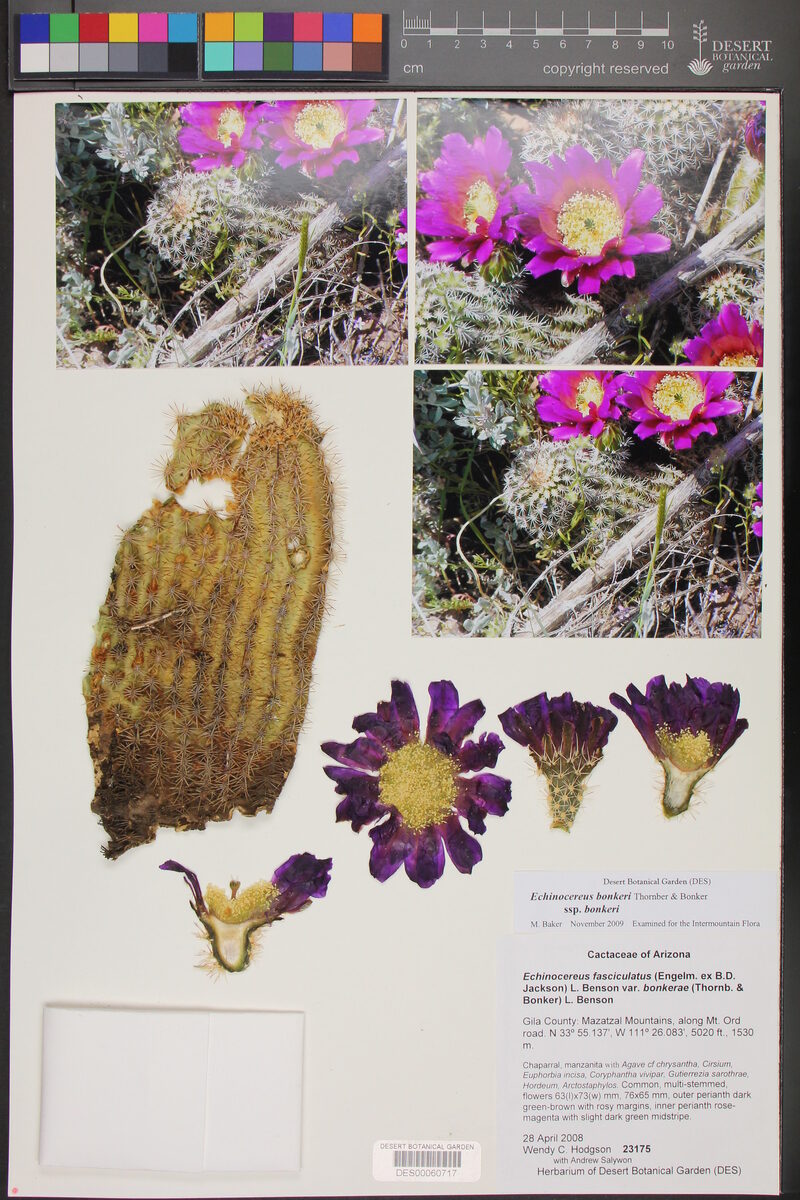 Echinocereus fasciculatus var. bonkerae