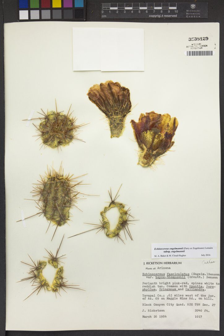 Echinocereus fasciculatus var. boyce-thompsonii