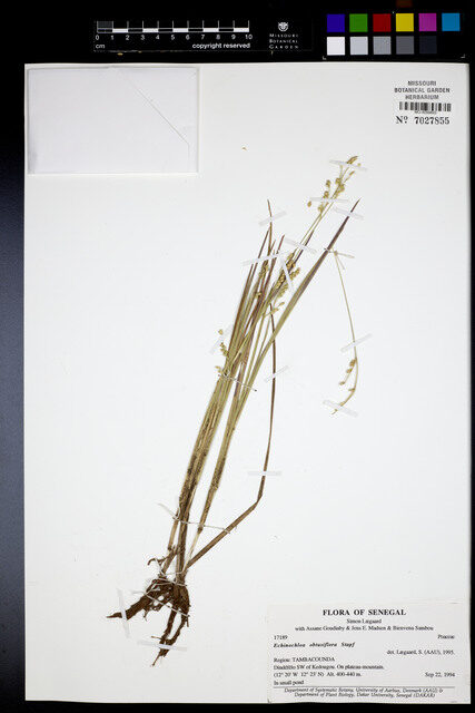 Echinochloa obtusiflora (Kuskus grass) — photo