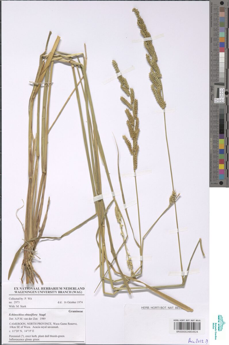 Echinochloa obtusiflora (Kuskus grass) — photo