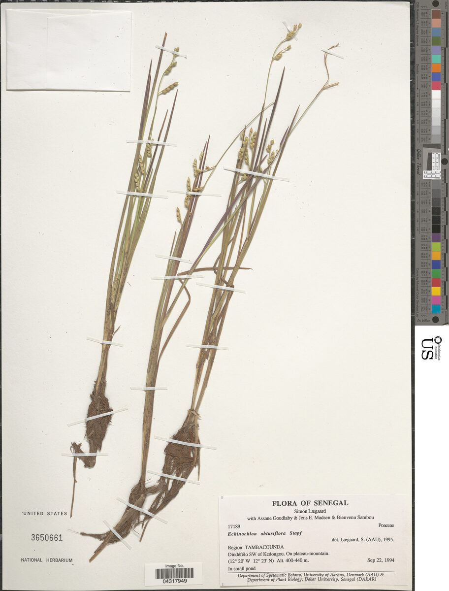 Echinochloa obtusiflora