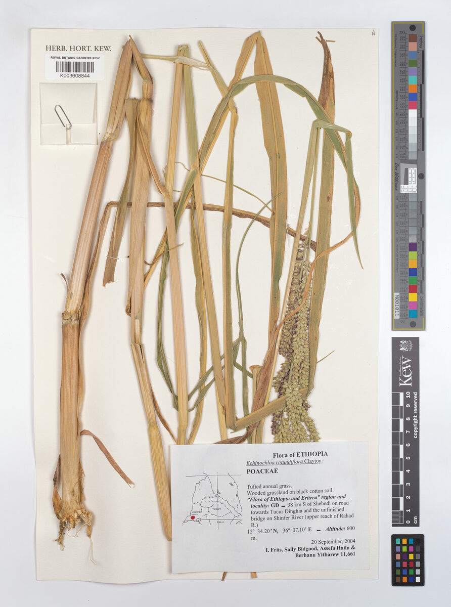 Echinochloa rotundiflora — photo