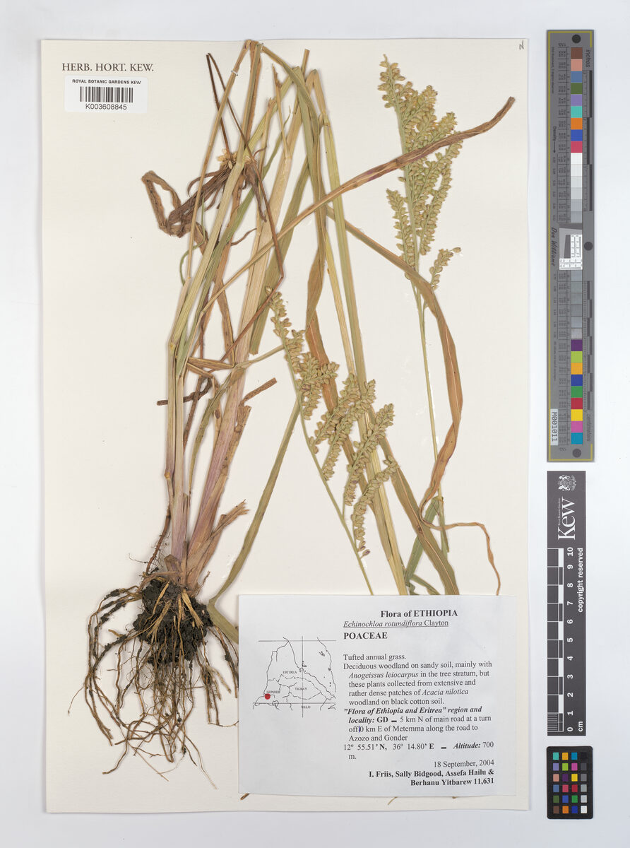 Echinochloa rotundiflora — photo