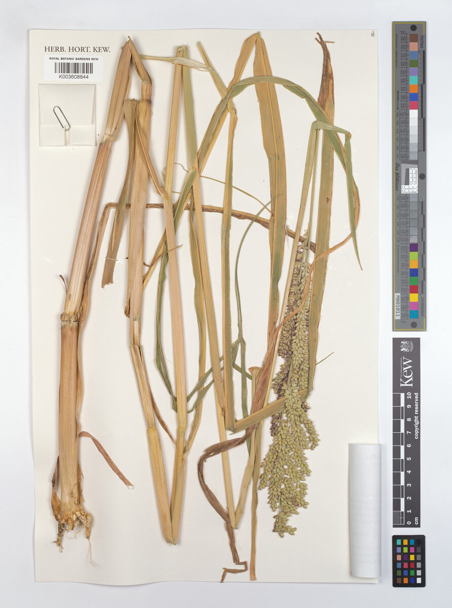 Echinochloa rotundiflora