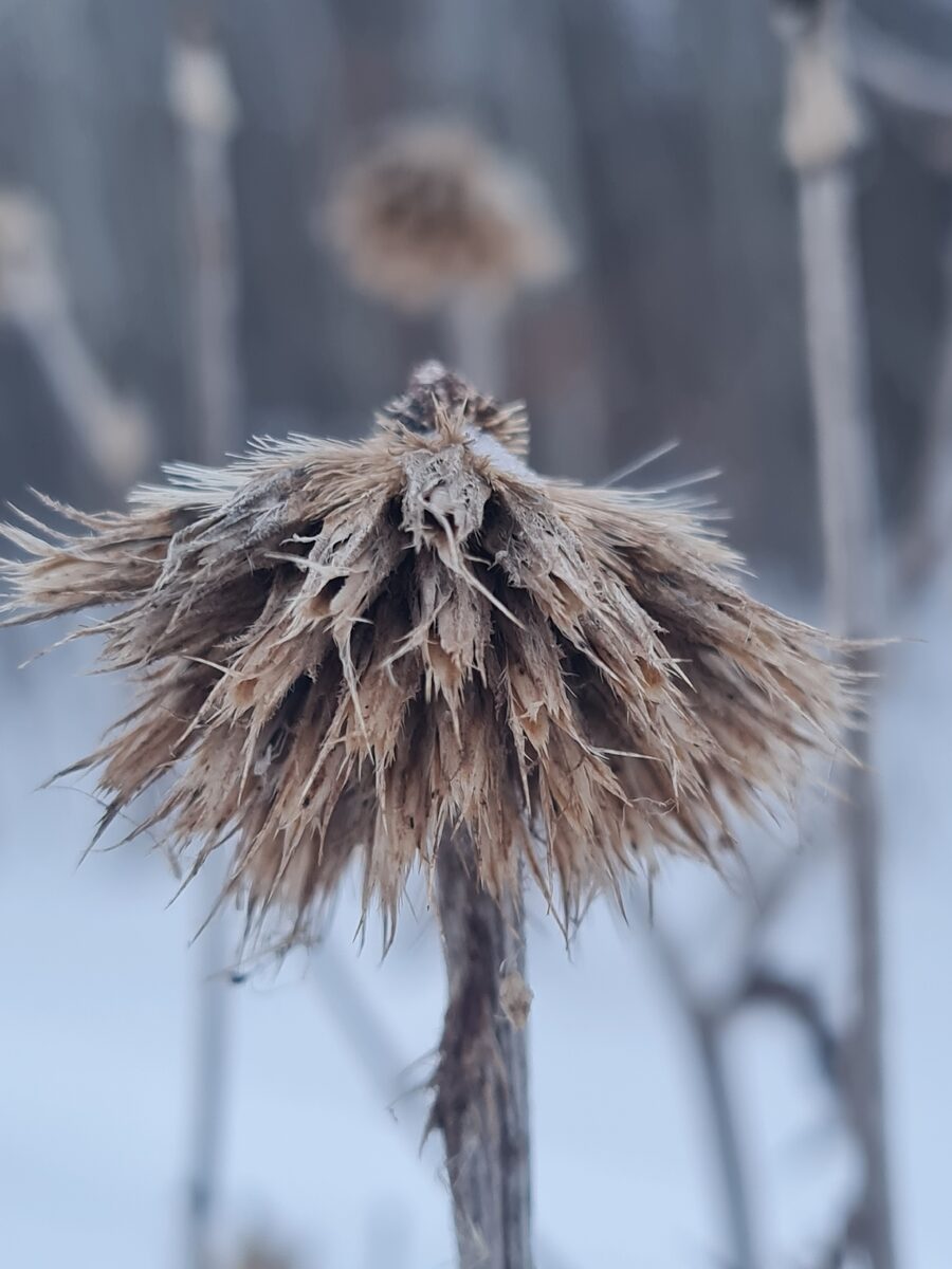 Echinops dahuricus (Dahurian Globe Thistle) — photo
