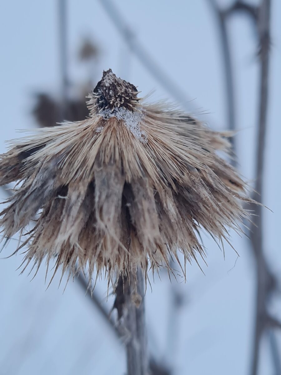 Echinops dahuricus (Dahurian Globe Thistle) — photo