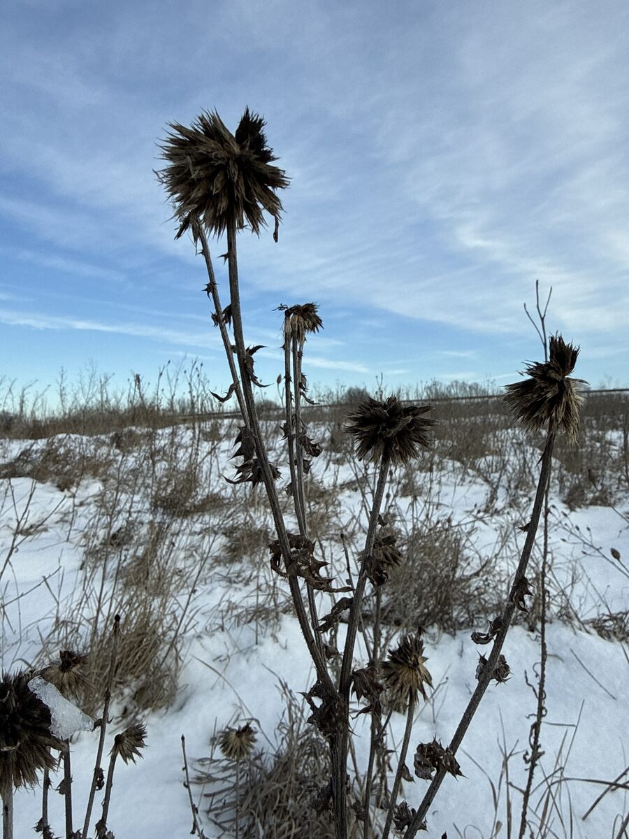 Echinops dahuricus