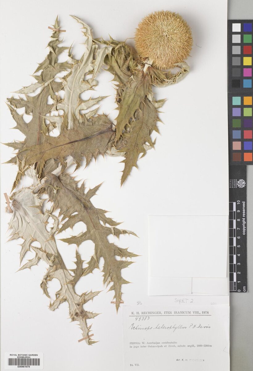 Echinops heterophyllus — photo