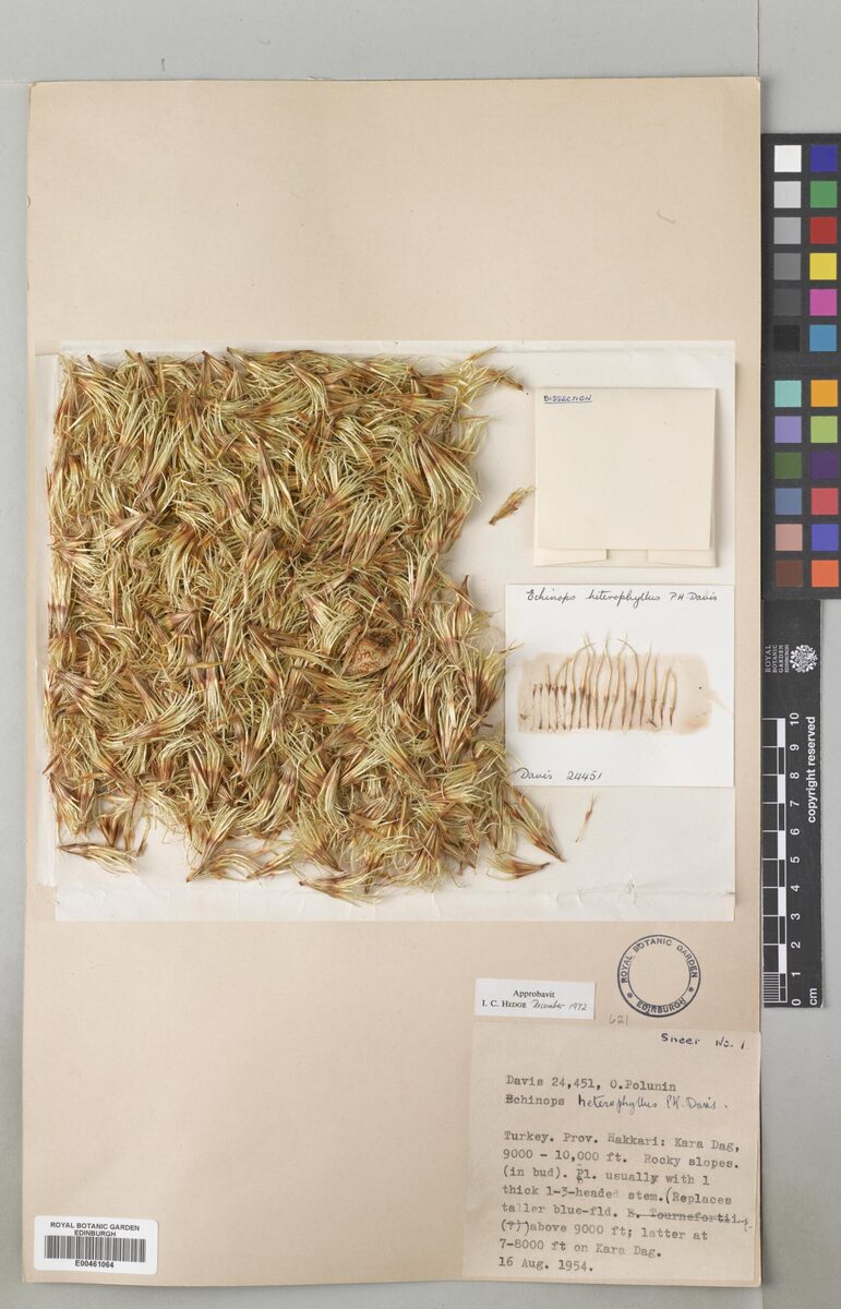 Echinops heterophyllus — photo