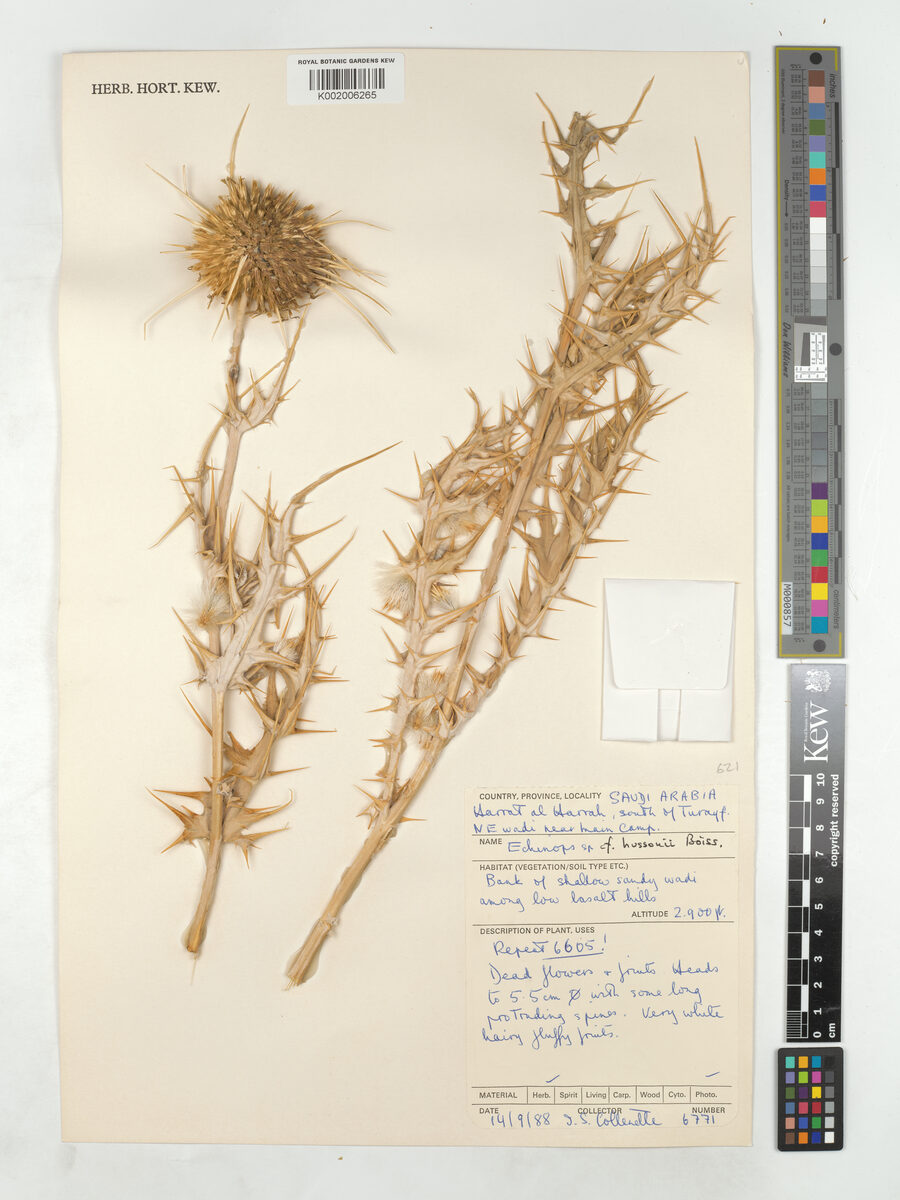 Echinops hussonii — photo