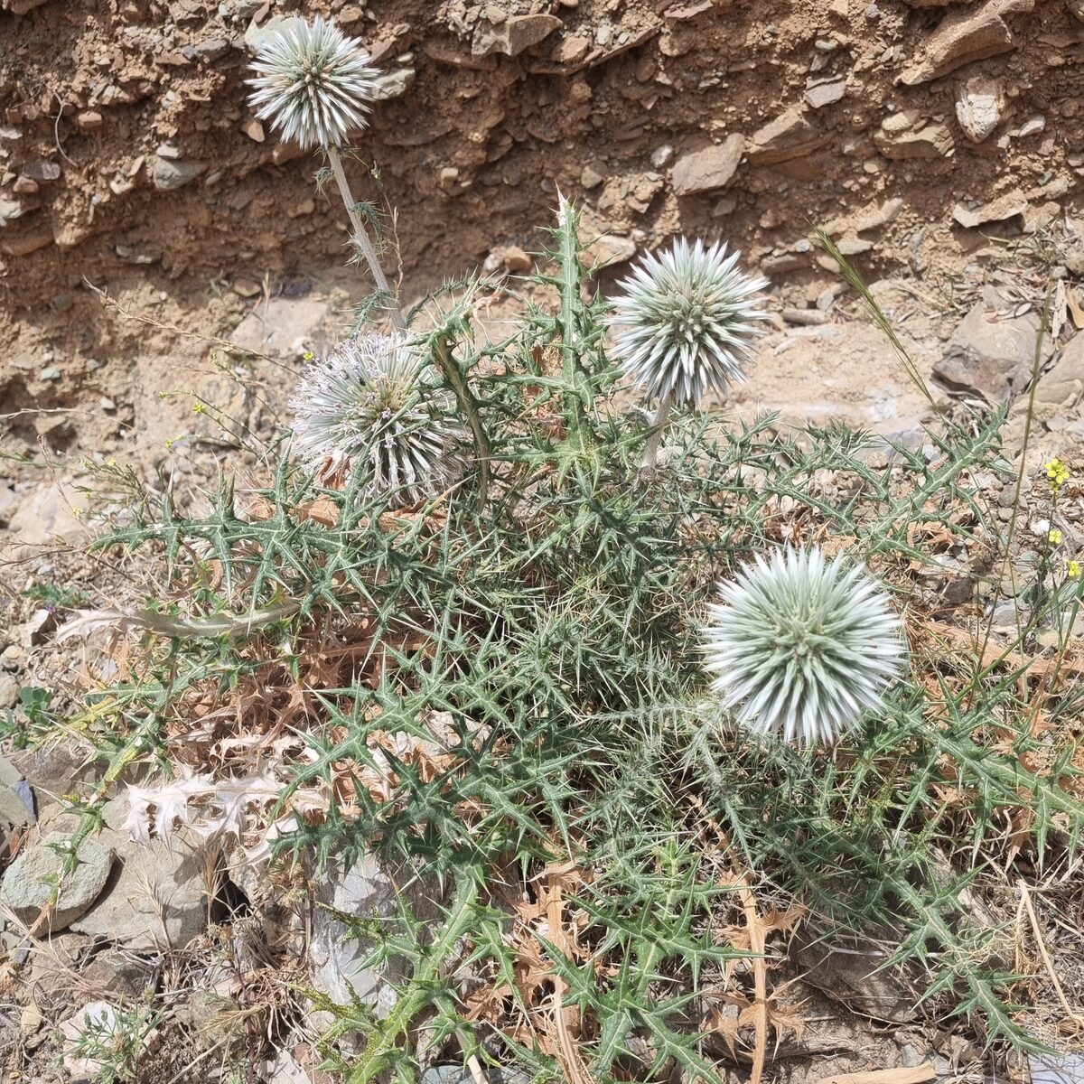 Echinops spinosissimus subsp. bithynicus — photo