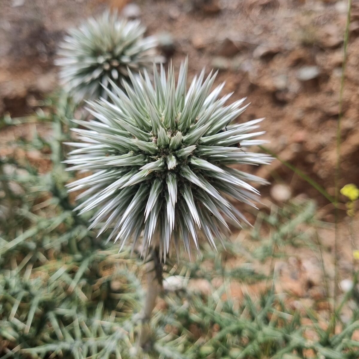 Echinops spinosissimus subsp. bithynicus — photo