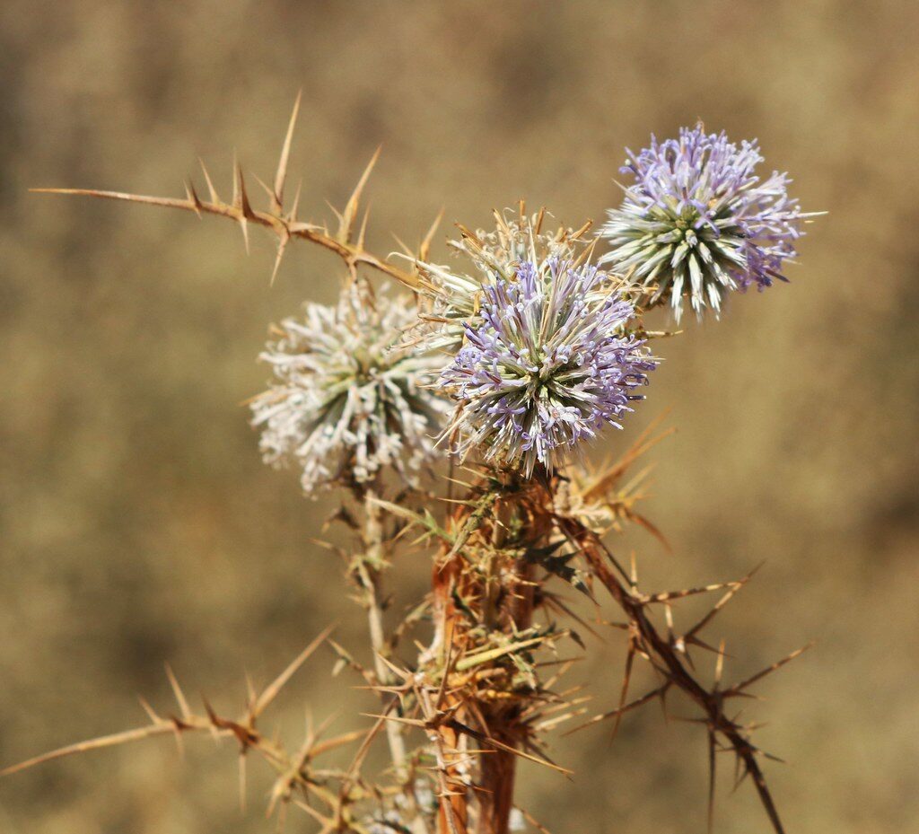 Echinops spinosissimus subsp. bithynicus