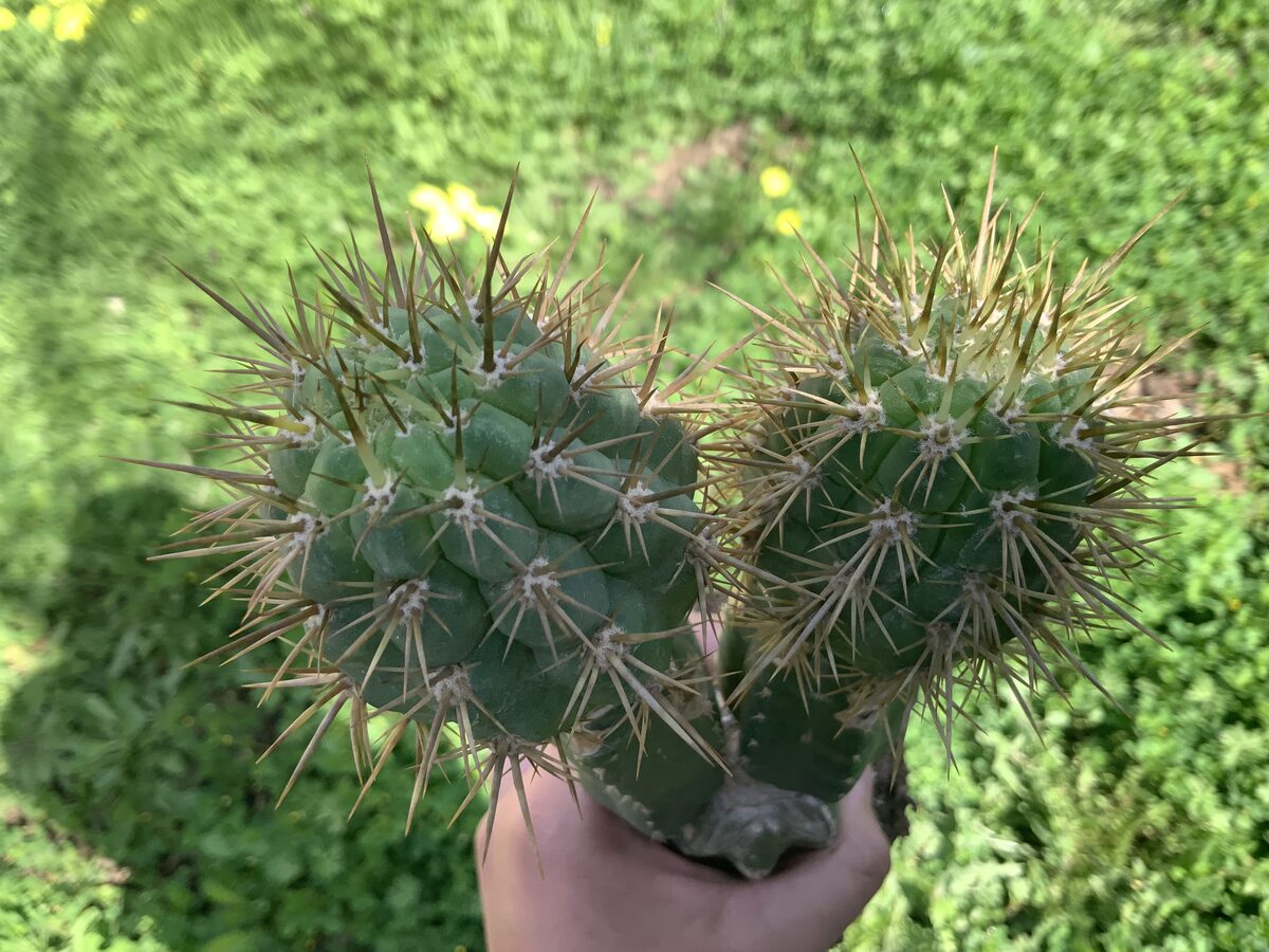 Echinopsis spinibarbis