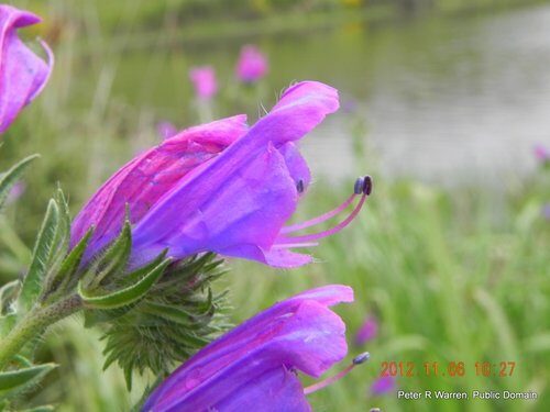 Echium plantagineum (Paterson's curse) — photo