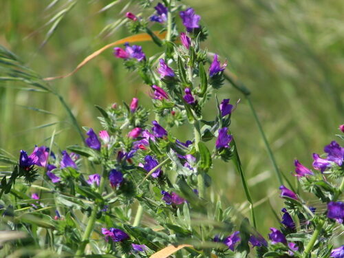 Echium plantagineum (Paterson's curse) — photo