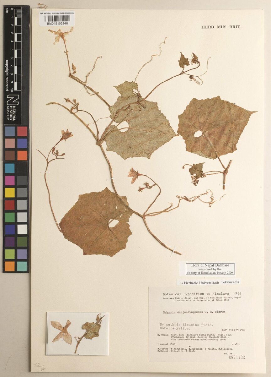 Edgaria darjeelingensis — photo
