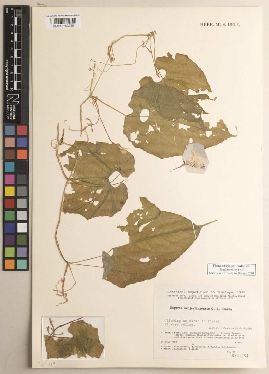 Edgaria darjeelingensis