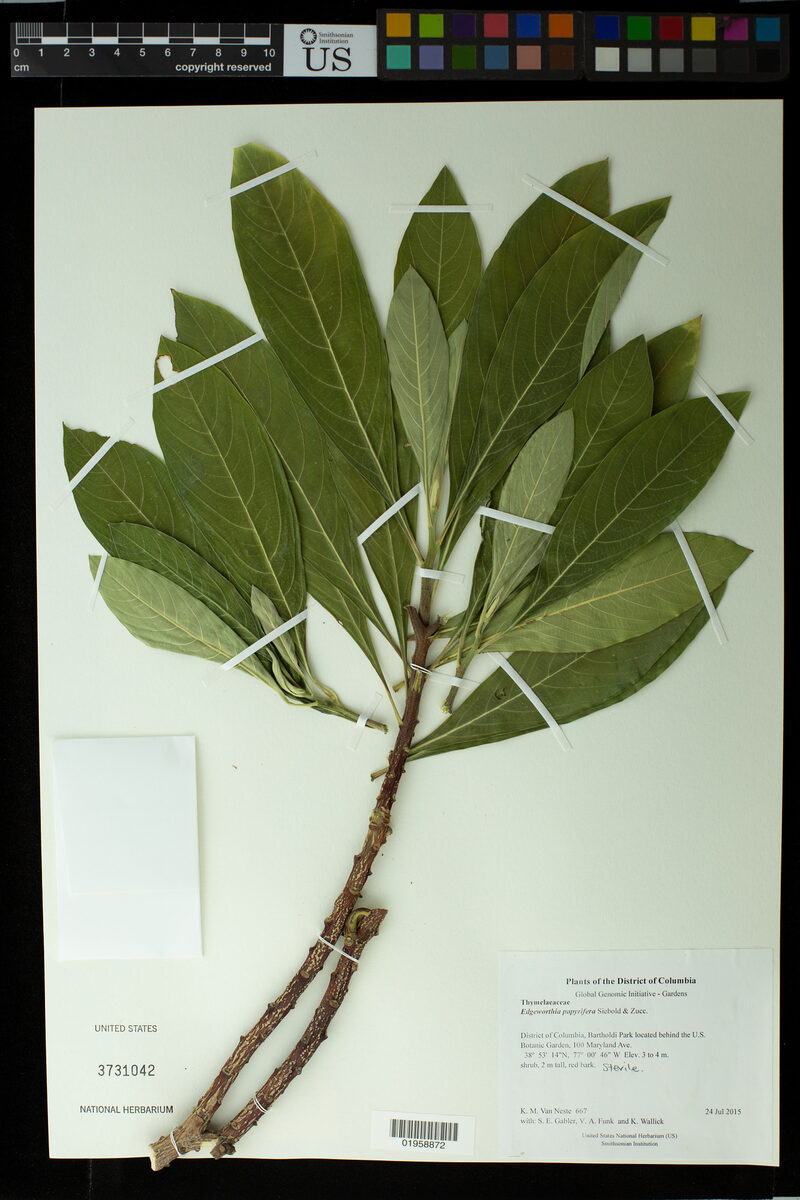 Edgeworthia papyrifera (Paperbush) — photo