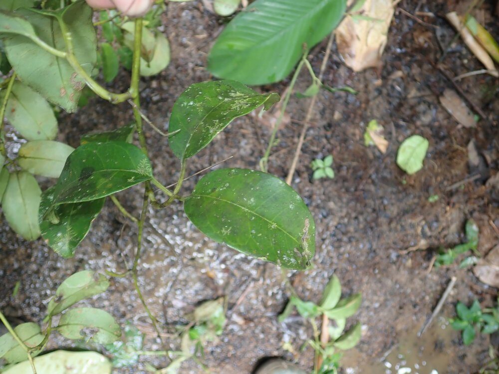 Efulensia clematoides — photo