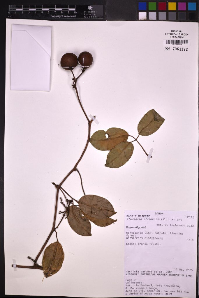 Efulensia clematoides — photo