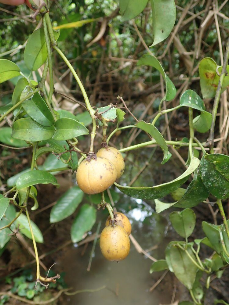Efulensia clematoides