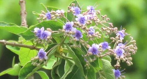 Ehretia microphylla (Philippine tea) — photo