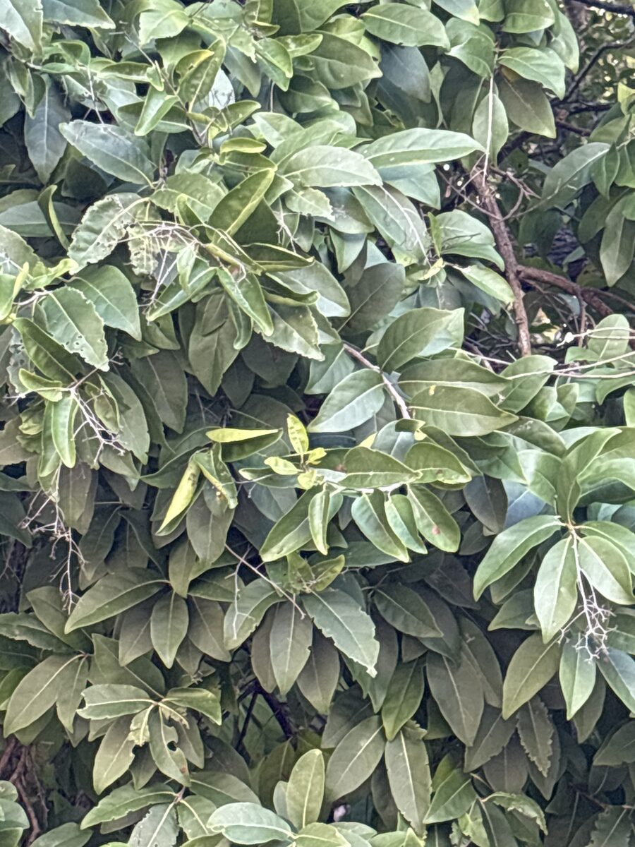 Ehretia ovalifolia — photo