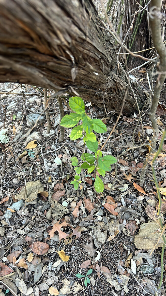 Ehretiaceae