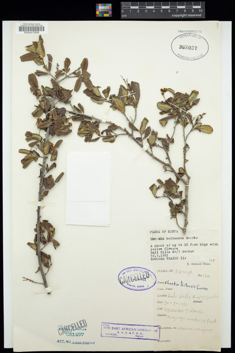 Ehretia teitensis — photo