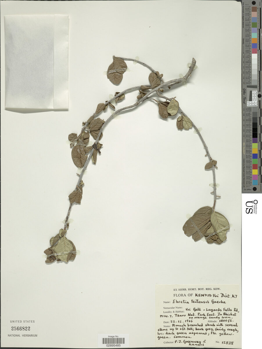 Ehretia teitensis
