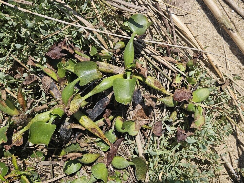 Eichhornia crassipes - (C.Mart.)Solms. (Water Hyacinth) — photo