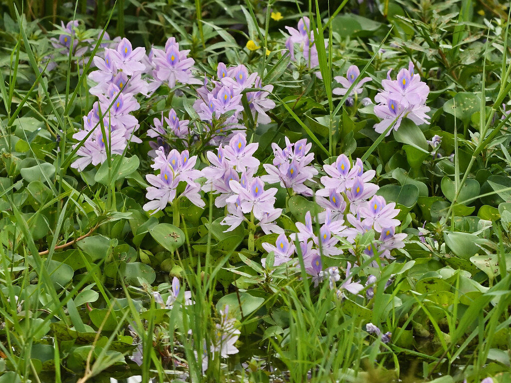 Eichhornia crassipes - (C.Mart.)Solms. (Water Hyacinth) — photo