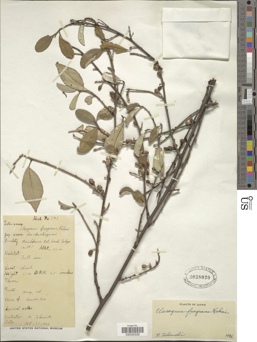 Elaeagnus fragrans