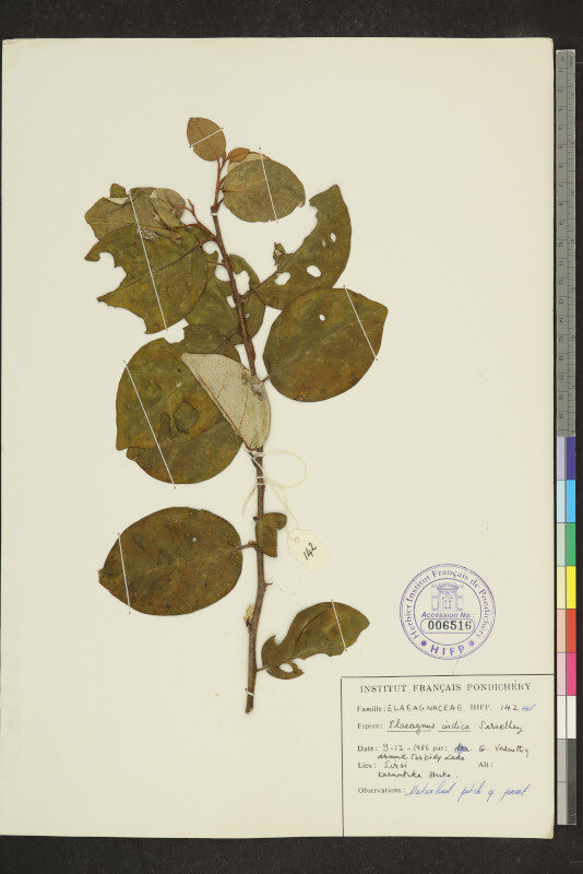 Elaeagnus indica — photo