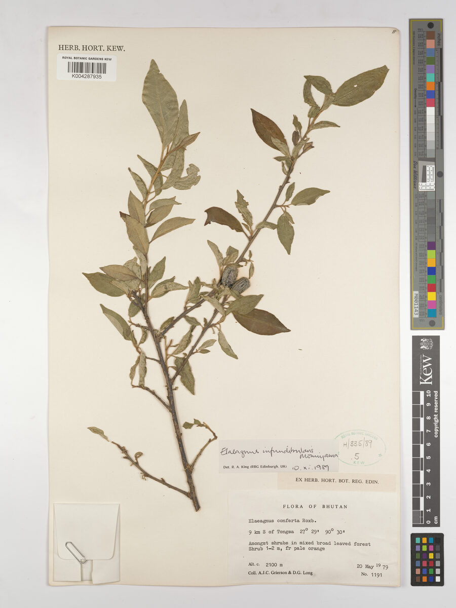 Elaeagnus indica — photo