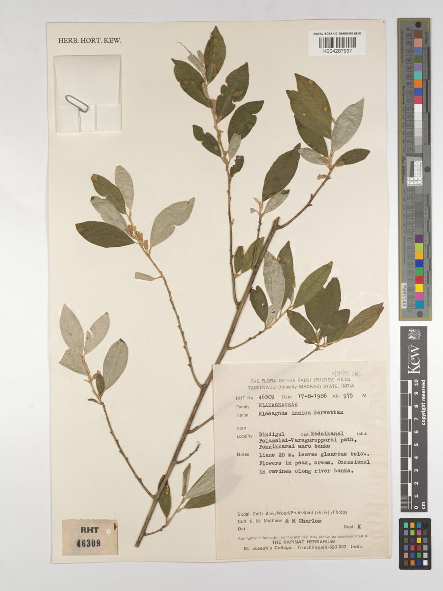 Elaeagnus indica