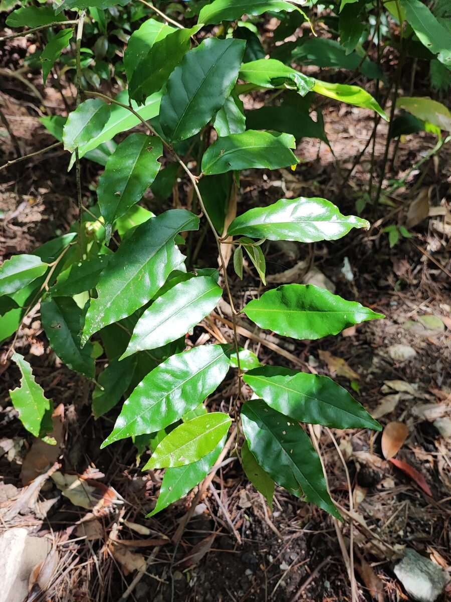 Elaeagnus maritima — photo