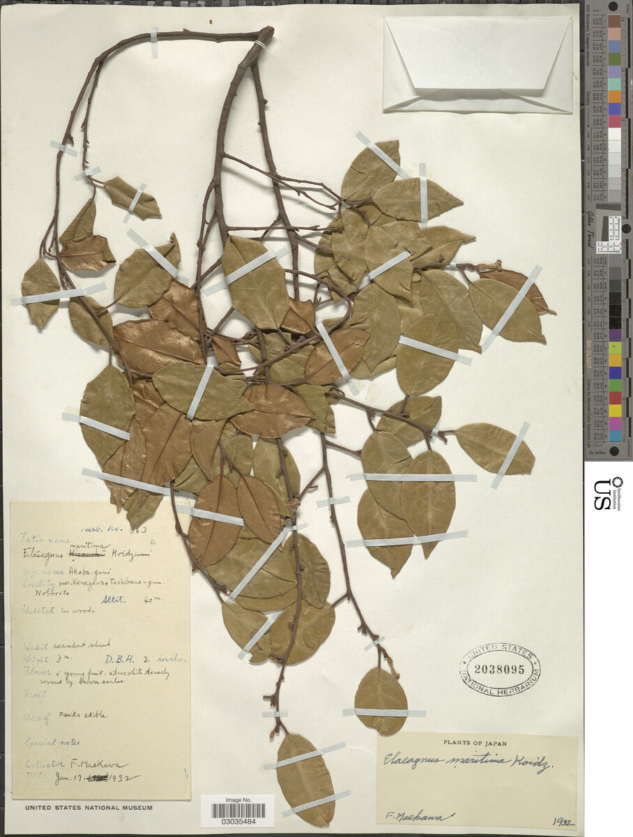 Elaeagnus maritima — photo