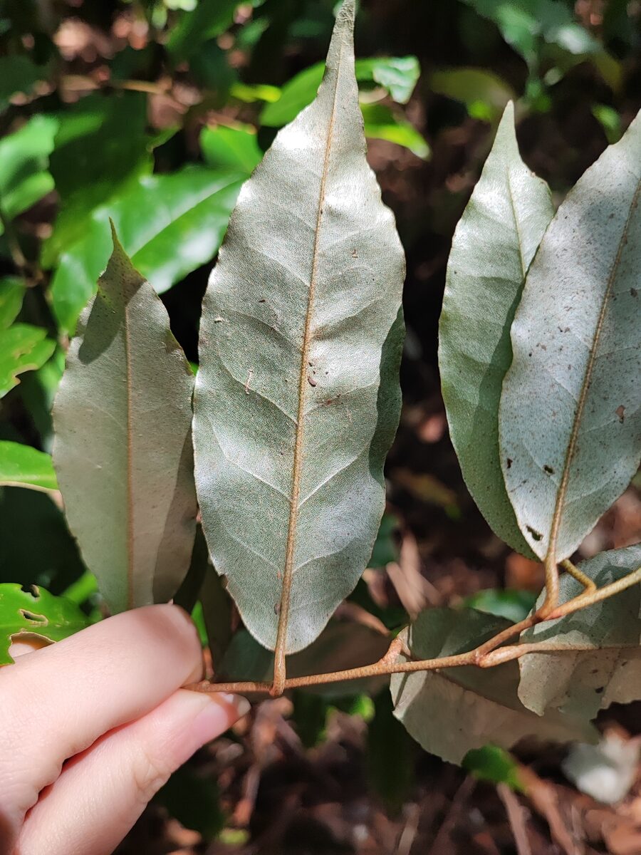Elaeagnus maritima